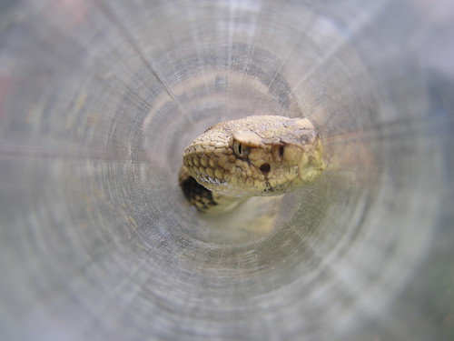 A timber rattlesnake captured in a tube will be fitted with a transmitter in order to discover and protect new dens. (U.S. Forest Service)
