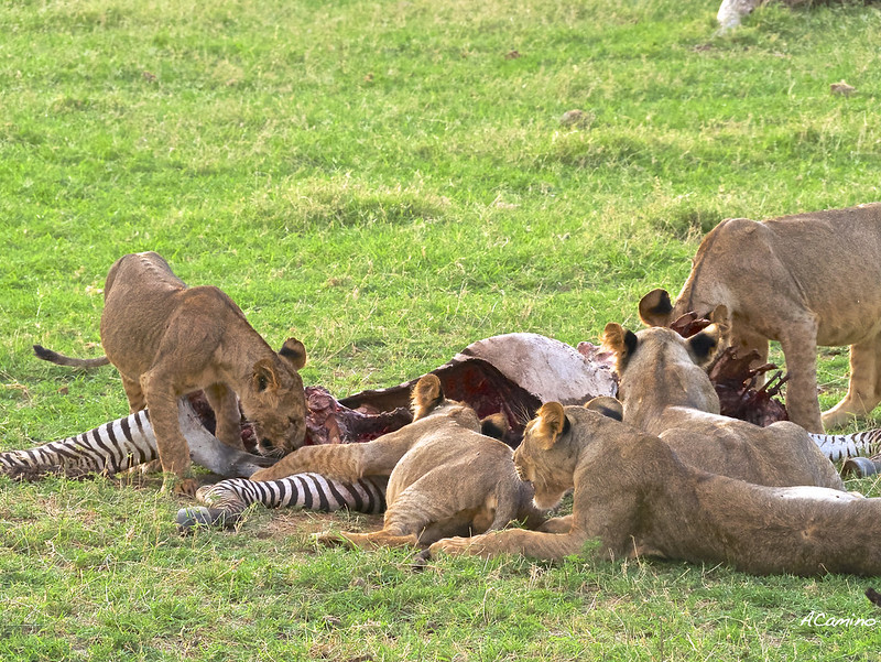 Largo viaje a Samburu: Guepardos, Jirafas, el festín de los Leones y muchas aves - 12 días de Safari en Kenia: Jambo bwana (21)