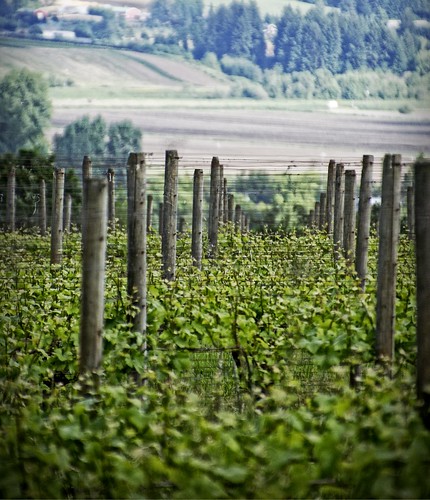 green oregon vineyard vines grapes cropped 500views gaston 2014 washingtoncounty pattonvalleyvineyards