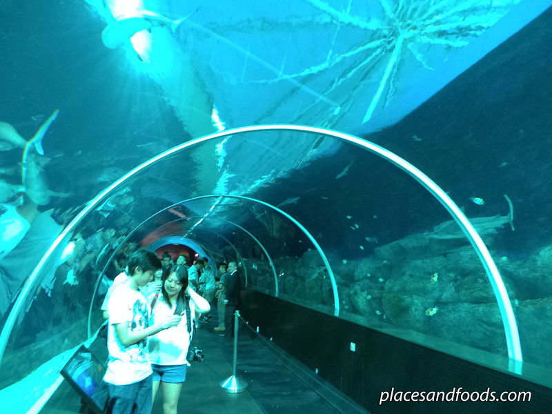 sea aquarium tunnel
