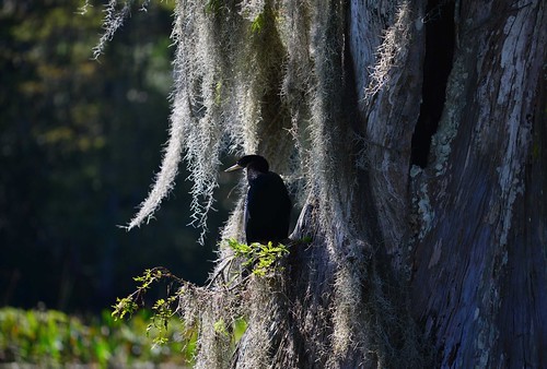 statepark plants usa birds animals florida spanishmoss anhinga wakullasprings