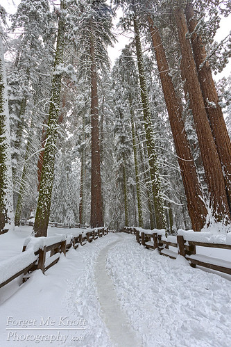 california santa christmas trees winter snow forest giant reindeer nationalpark tracks fresh sierra trail redwoods sequoia northpole brianknott forgetmeknottphotography fmkphoto