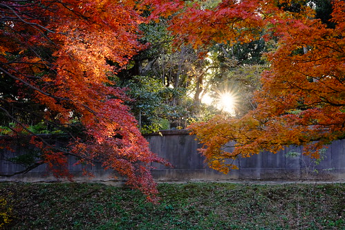 colored leaves at Imperial Palace