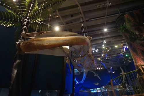 生活於南太平洋的藍鯨（Balaenoptera musculus），骨骼標本展示於紐西蘭的國立博物館（Te Papa Museum）。南太平洋為進行人工施肥（鐵）的大型實驗地。（作者攝於紐西蘭）
