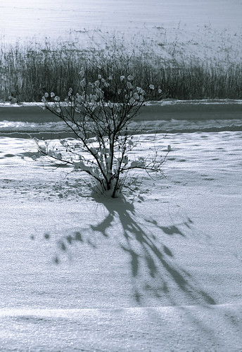 winter light lake snow ice reeds dark landscape shadows sweden splittone vikarn skedvik