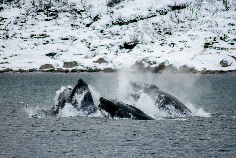 Ballenas en Tromso