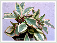 Peperomia clusiifolia 'Jellie' with lighter shades if not located in bright/filtered sunlight.