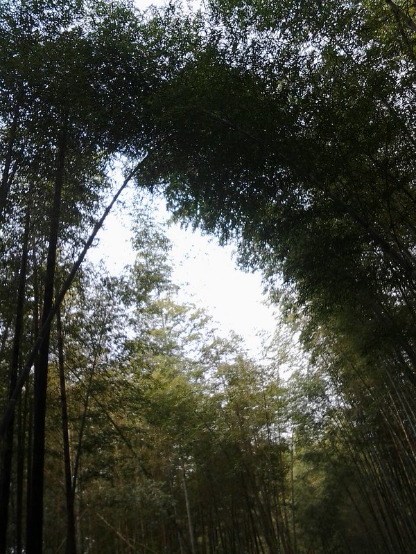 5848竹林中的竹盧。