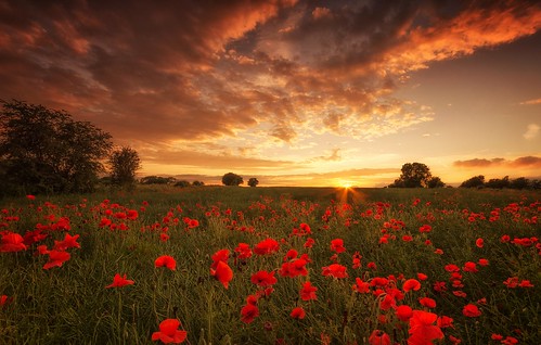 sunset sadness war sundown poppy poppies remembrance worldwar1 centenary battleofthesomme sigma1020mmf4 nikond7000