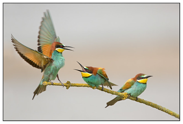 European Bee-eaters - Bijeneters (Merops apiaster)