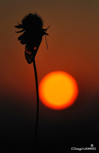 nature closeup sunrise nikon diurnalmoth