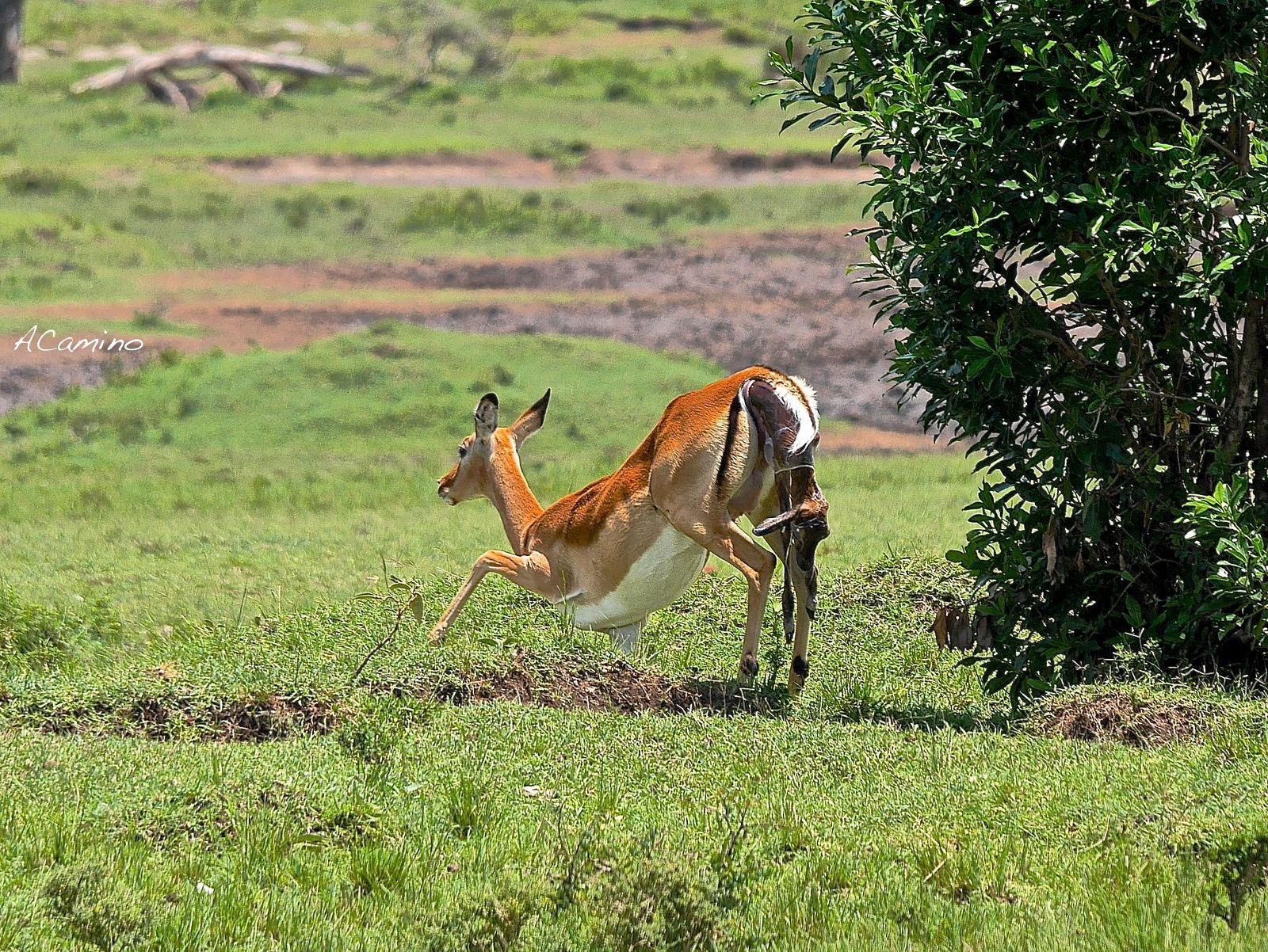 El parto de una gacela en un Masai Mara, lleno de búfalos, leones, guepardos... - 12 días de Safari en Kenia: Jambo bwana (12)
