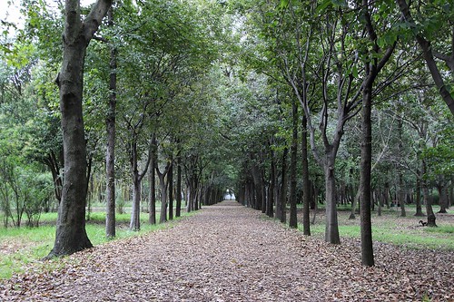 tree de point árboles pics otoño perspectiva paths vanishing caminhos coyoacán viveros cdmx