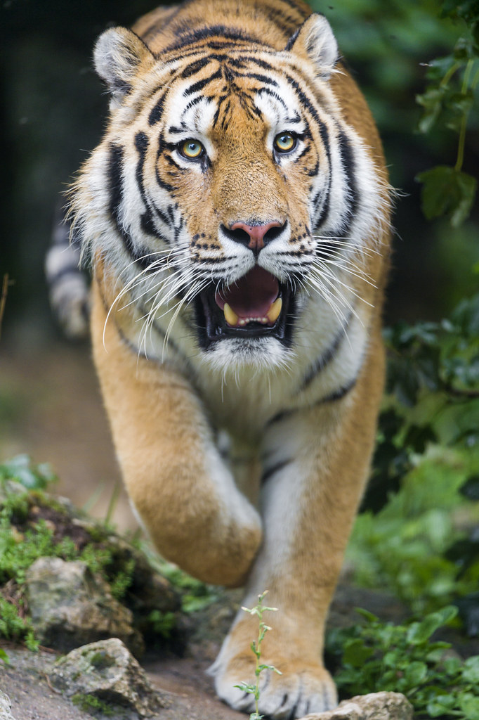 Male Siberian tiger walking with open mouth II