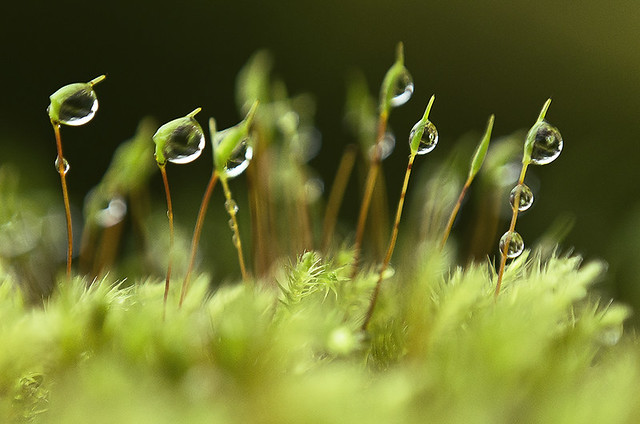 Droplets on Moss Macro