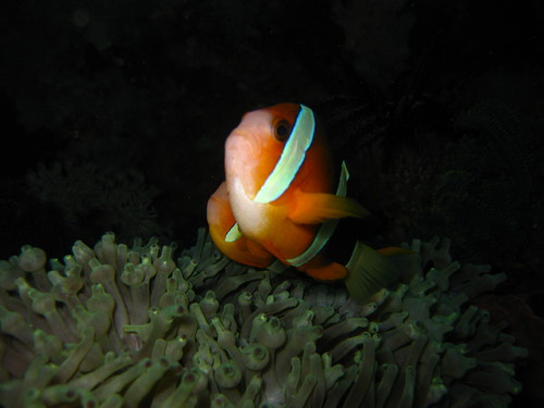 Clownfish, Sabang, Puerto Galera