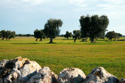 travel trees camp sky italy field grass canon country olive ground puglia