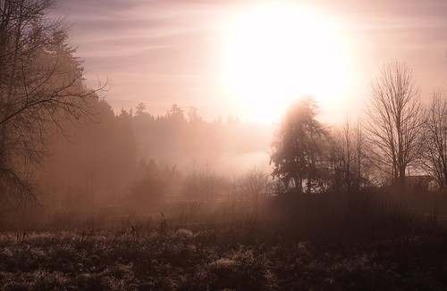 nature fog outdoors nikon britishcolumbia elginheritagepark d3300