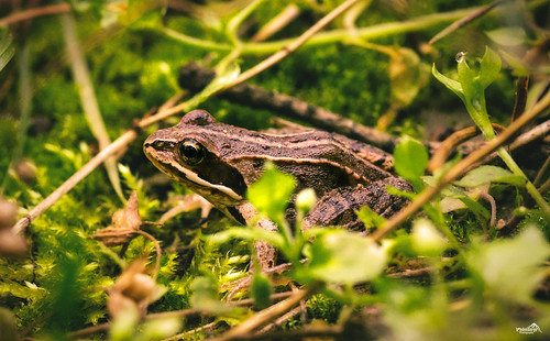 forest poland europe amphibians small focus green nature animal toad pov westpommern