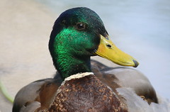 Friendly duck