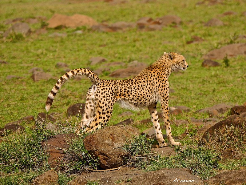 12 días de Safari en Kenia: Jambo bwana - Blogs de Kenia - Gran dia en el M.Mara viendo cazar a los guepardos (43)