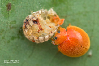 Ladybird (Rodolia sp.) - DSC_4606