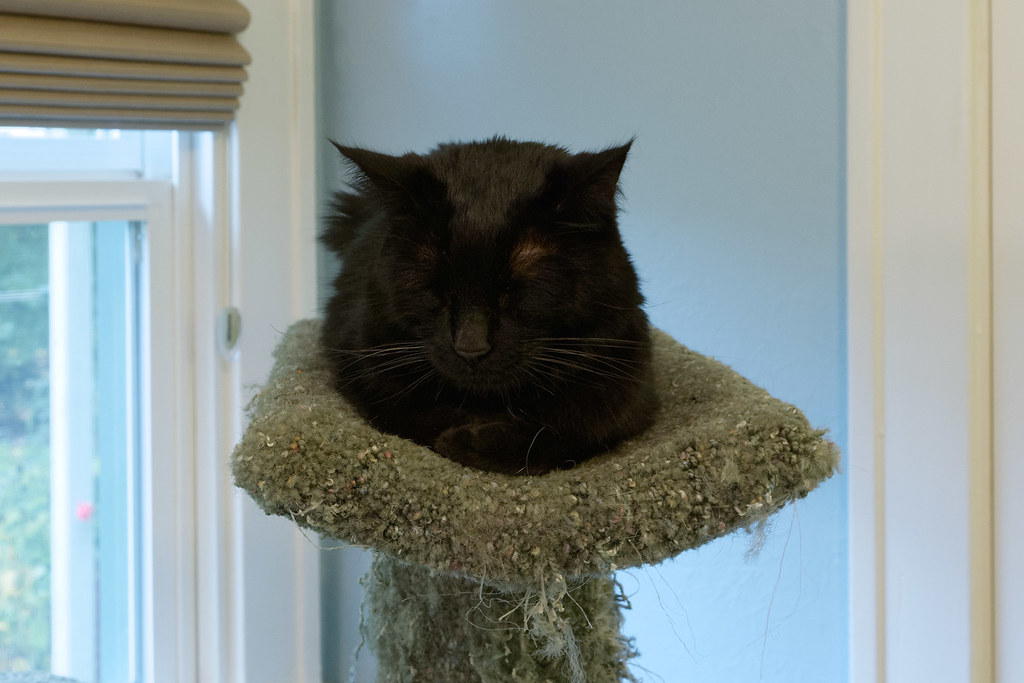 Our black cat Emma sleeping at the top of the cat tree