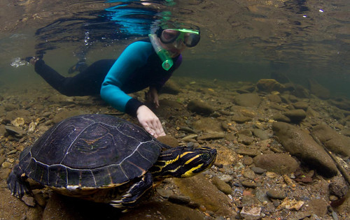 A pioneering snorkeling program on the Cherokee National Forest entices students to suit up in wet suits and snorkels.  As they immerse themselves in the clean, clear waters protected by the forest, the young visitors discover the amazing aquatic biodiversity that lies beneath including  a male (the long fingernails are diagnostic) Hieroglyphic River Cooter turtle seen in this photo.  (Photo courtesy of Dave Herasimtschuk © Freshwaters Illustrated)