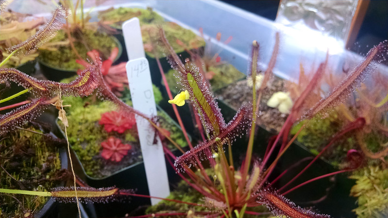 Utricularia subulata flower and Drosera capensis red form.