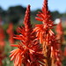 Ibiza - Spring Red Hot Pokers