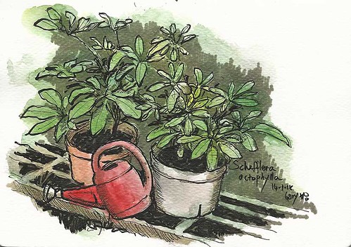 5-Day Sketch Challenge Day 4: Plants Around Me