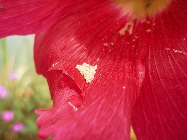 Flower macro.