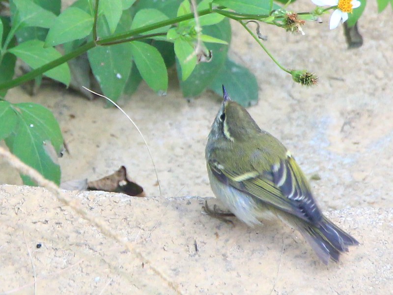 IMG_2501 黃眉柳鶯 Yellow-browed Warbler