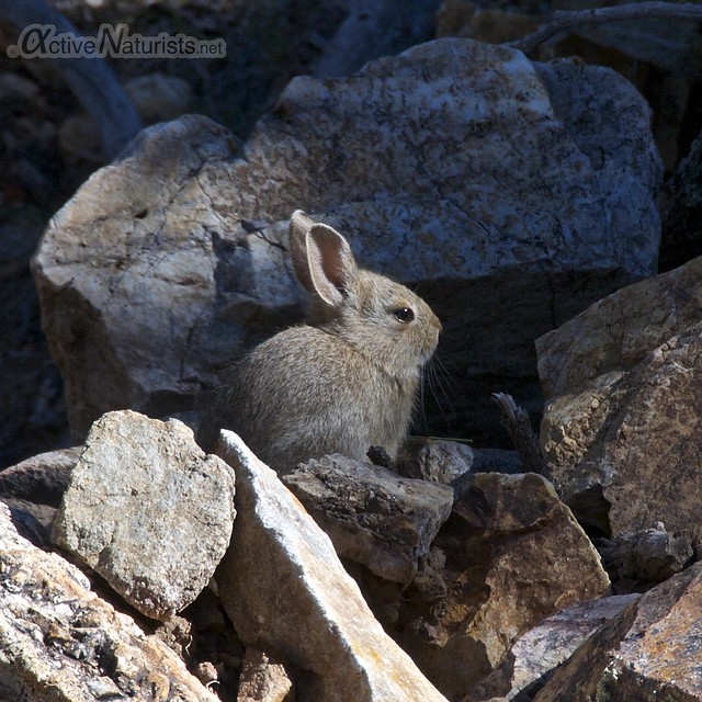 rabbit 0000  Orient Land Trust, Colorado, USA