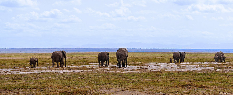 12 días de Safari en Kenia: Jambo bwana - Blogs de Kenia - Amboseli: Buscando la foto del elefante a los pies del Kilimanjaro (7)