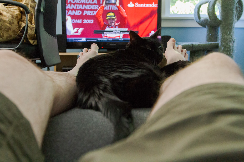 Our cat Emma relaxes with one arm on my leg as we watch Formula 1 racing