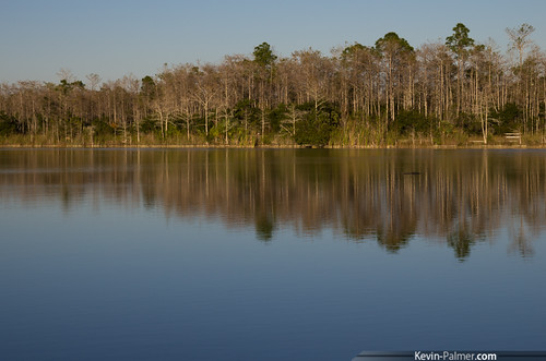 blue trees sky reflection water evening florida gator wildlife alligator clear campground burnslake bigcypressnationalpreserve kevinpalmer tamron1750mmf28 pentaxk5