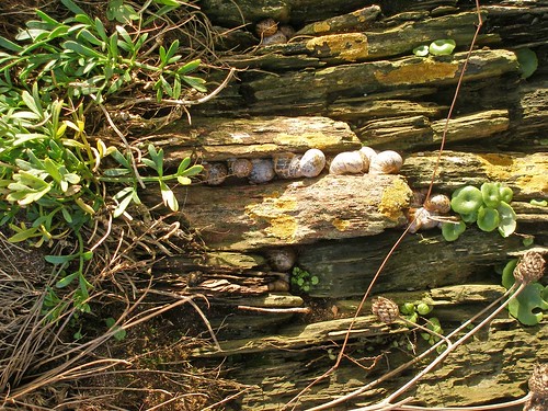 Snails in wall Thurlestone