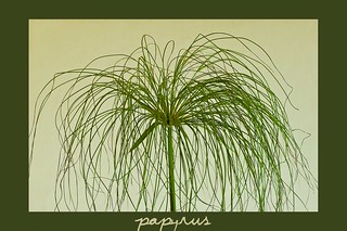 Papyrus is what the plant label says