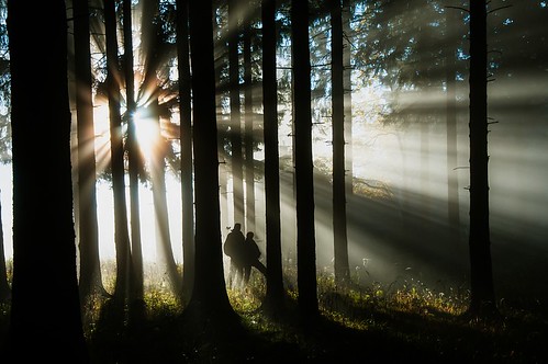 wood trees shadow people sun mist tree silhouette fog forest österreich woods nebel menschen beam rays sunrays sonne wald bäume spruce schatten sunbeam baum niederösterreich sonnenstrahlen fichte oberndorf 500px jauerling ifttt