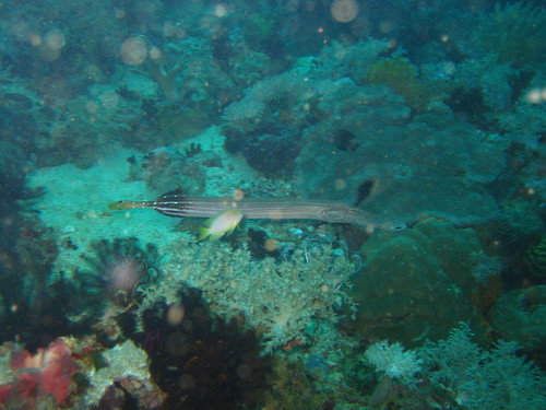 Trumpetfish, Sabang, Puerto Galera