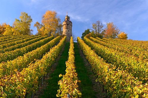 autumn nature colors couleurs herbst natur natura colores autunno colori farben wineyards otono weinberge vigneti