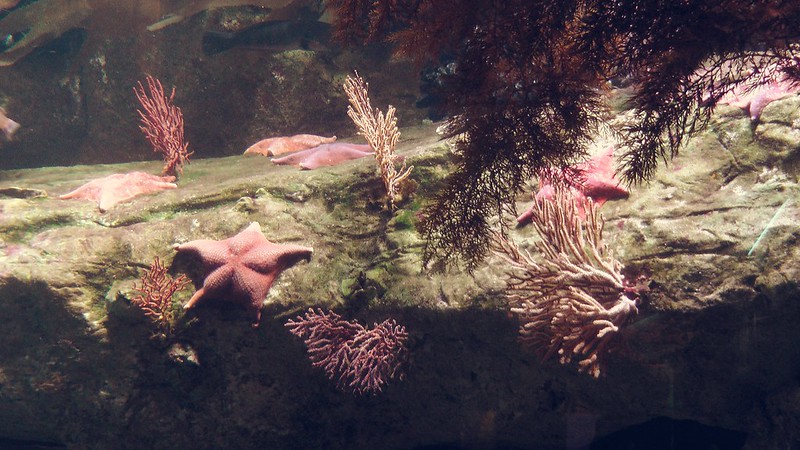 Aquarium of the Pacific, part 2