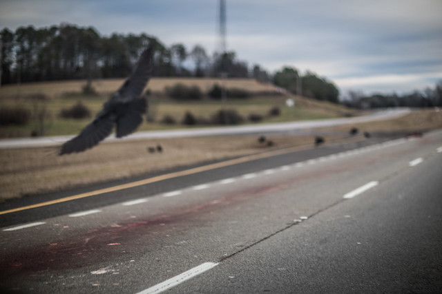 Vultures and highway roadkill