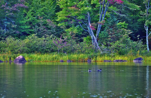 lake color wisconsin loons northwoods d90 stevelamb lakeofthefalls