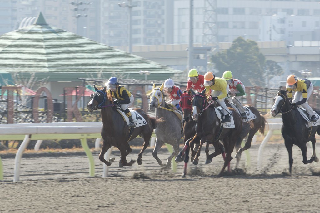 Flying Horse - 2014.12.30 大井競馬場 3R スタート後ハナの取り合い