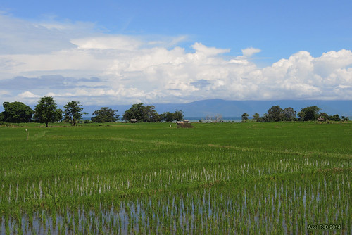 indonesia champs lac rizières danauposo sulawesitengahcentralsulawesi