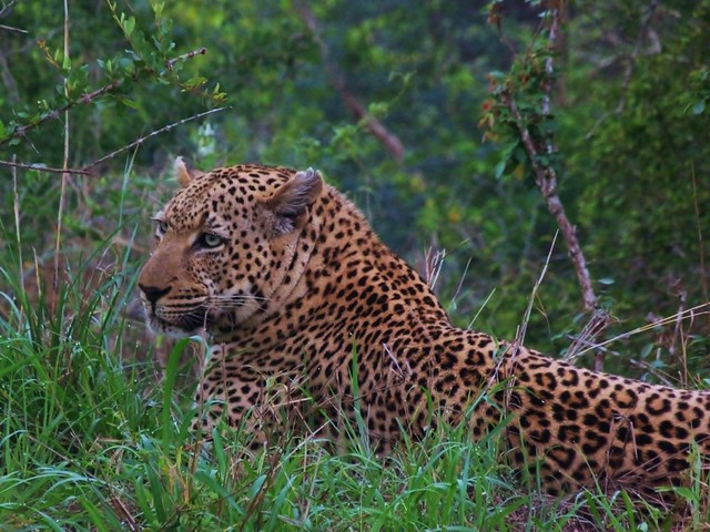 The leopard is one of the Big Five more difficult to see in any safari