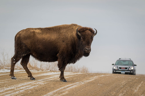 bison animal mammal