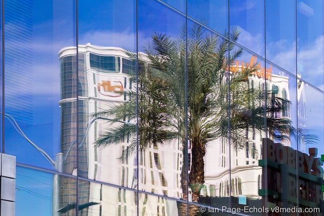 Reflection of Palm Tree